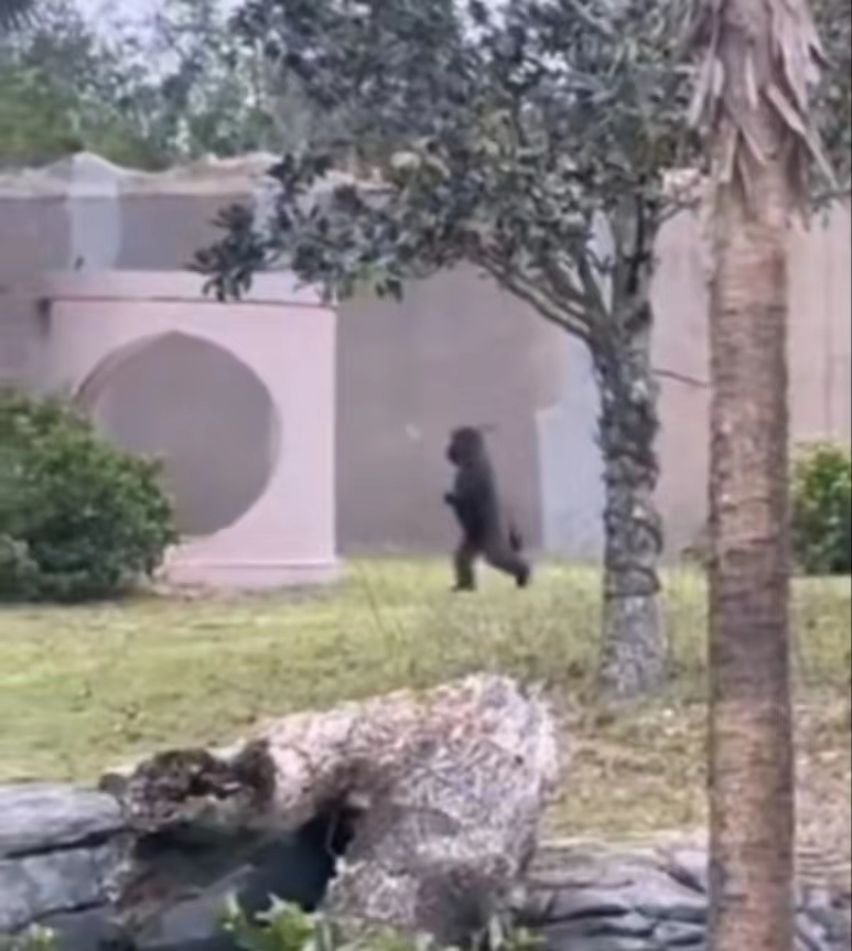 动物园大猩猩被发现在直立行走