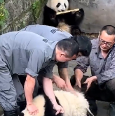 大熊猫洗澡两个半人摁半个负责洗